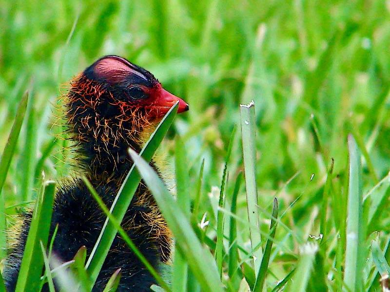 AmericanCoot chick by Aaron Edwards Attribution-NonCommercial 2.0 Generic (CC BY-NC 2.0)